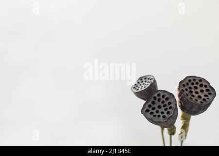Getrocknete Lotusblüten Samenkapseln isoliert auf weißem Hintergrund mit Copyspace Stockfoto