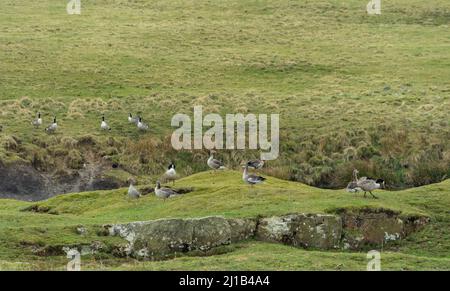 Wilde Gänse auf einem Northumberland Moor, Großbritannien Stockfoto