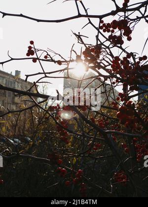 Rote Beeren hängen am Busch. Der sonnige Herbsttag verspricht uns die Annäherung an den Winter Stockfoto