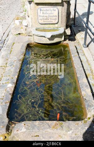 Derbyshire, Großbritannien – 5. April 2018: Holbrooke Trinkbrunnen und Rinderrinne die Association Stone Trough diente einem Goldfischteich in der Croich Tramway Vill Stockfoto