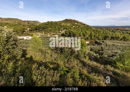 OLIVENÖL-ANWESEN, CHEMIN DE LA COUSTADE, SAINTE VICTOIRE UND PELISSANE, SALON-DE-PROVENCE, SÜDFRANKREICH, PROVENCE ALPES COTES D'AZUR, FRANKREICH Stockfoto