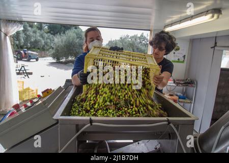 ENTLADEN DER OLIVEN, UM MIT DER BLATTENTFERNUNG IN DER ÖLMÜHLE, IM OLIVENÖLBETRIEB, CHEMIN DE LA COUSTADE, SALON-DE-PROVENCE, PROVENCE ALPES COTES D'AZUR, FRANKREICH ZU BEGINNEN Stockfoto