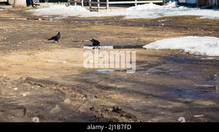 Auf einer Lichtung im Park trinken schwarze Saatkrähen Wasser aus einer Pfütze. Frühling, der Schnee schmilzt, es gibt Pfützen von Schlamm und Schlamm ringsum. Tag, bewölktes Wetter, weiches warmes Licht. Stockfoto