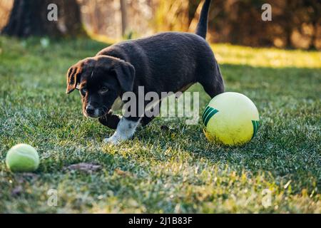 Ein süßer, dunkler Labrador Retriever, der mit Bällen auf einer Wiese spielt Stockfoto