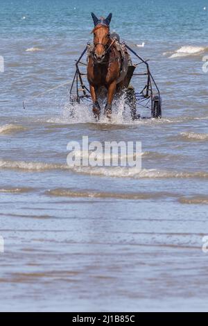 TRAINING DER HARNESS-RENNPFERDE AM STRAND VON CABOURG, CALVADOS, NORMANDIE, FRANKREICH Stockfoto