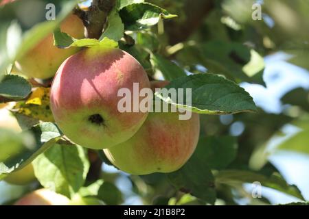 Rote und grüne Äpfel am Baum Stockfoto