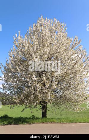 Riesiger, blühender Kirschbaum am Straßenrand. Ländliche leere Straße. Stockfoto