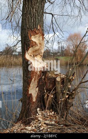 Baum von Bibern genagt. Beschädigter Baum mit Tieren Zahnspuren in der Nähe des Flusses Stockfoto