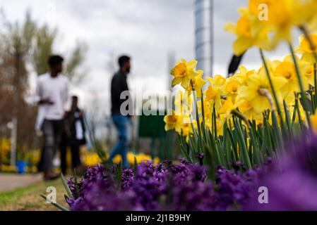 Srinagar, Indien. 24. März 2022. Im Frühling gehen die Menschen an blühenden Narzissen im Tulpengarten vorbei. Der Indira Gandhi Memorial Tulip Garden, ehemals Siraj Bagh, verfügt über etwa 15 lakh Tulpen in über 60 Sorten, die die Hauptattraktion des Gartens im Frühjahr in Kaschmir sind, was den Beginn der Hochsaison Touristensaison einleitet. Hunderte von Menschen strömen in die blühenden Mandelnischen und Tulpengärten Kaschmirs, die von einigen lokalen Fachleuten für psychische Gesundheit als therapeutisch für die vernarbte Psyche beschrieben werden. Kredit: SOPA Images Limited/Alamy Live Nachrichten Stockfoto