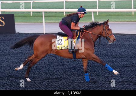 Dubai, USA. 22. März 2022. 23. März 2022: Sir Busker übt am 23.. März 2022 auf der Meydan Racecourse in Meydan, Dubai, Vereinigte Arabische Emirate, die Vorbereitungen für den Dubai Turf. Shamela Hanley/Eclipse Sportswire/CSM/Alamy Live News Stockfoto