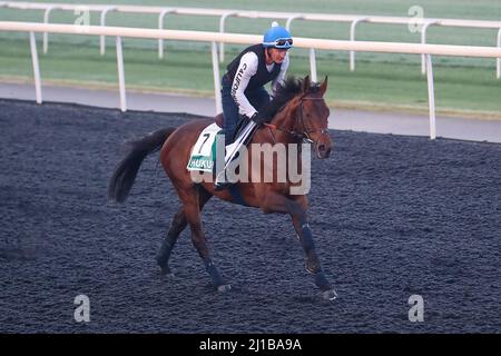 Dubai, USA. 22. März 2022. 23. März 2022: Hukum trainiert zur Vorbereitung auf den Dubai Sheema Classic auf der Meydan Racecourse in Meydan, Dubai, Vereinigte Arabische Emirate, am 23.. März 2022. Shamela Hanley/Eclipse Sportswire/CSM/Alamy Live News Stockfoto