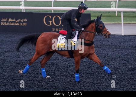 Dubai, USA. 22. März 2022. 23. März 2022: Lord North trainiert in Vorbereitung auf den Dubai Turf auf der Meydan Racecourse in Meydan, Dubai, Vereinigte Arabische Emirate, am 23.. März 2022. Shamela Hanley/Eclipse Sportswire/CSM/Alamy Live News Stockfoto