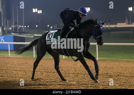 Dubai, USA. 22. März 2022. 23. März 2022: Uberleben trainiert in Vorbereitung auf den Dubai Sheema Classic auf der Meydan Racecourse in Meydan, Dubai, Vereinigte Arabische Emirate, am 23.. März 2022. Shamela Hanley/Eclipse Sportswire/CSM/Alamy Live News Stockfoto