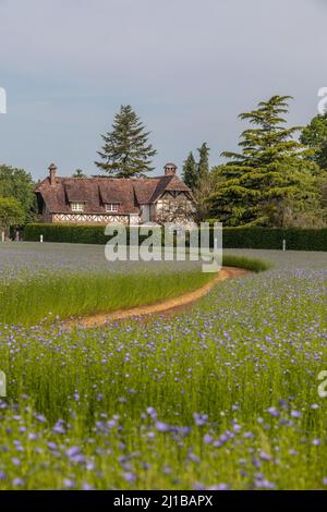 FELD DES BLÜHENDEN FLACHS, EURE, NORMANDIE, FRANKREICH Stockfoto