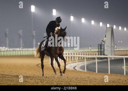 Dubai, USA. 22. März 2022. 23. März 2022: Veloce Oro trainiert zur Vorbereitung auf den Dubai Gold Cup auf der Meydan Racecourse in Meydan, Dubai, Vereinigte Arabische Emirate, am 23.. März 2022. Shamela Hanley/Eclipse Sportswire/CSM/Alamy Live News Stockfoto