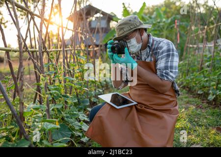 Der junge Bauer fotografiert Gemüse, um es online oder auf der Website hochzuladen und zu verkaufen. Stockfoto