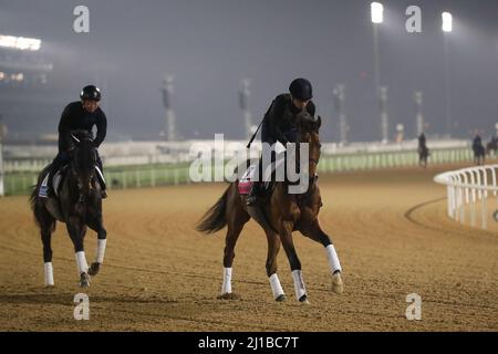 Dubai, USA. 22. März 2022. 23. März 2022: Reiwa Homare-Übungen zur Vorbereitung auf das UAE Derby auf der Meydan Racecourse in Meydan, Dubai, Vereinigte Arabische Emirate, am 23.. März 2022. Shamela Hanley/Eclipse Sportswire/CSM/Alamy Live News Stockfoto