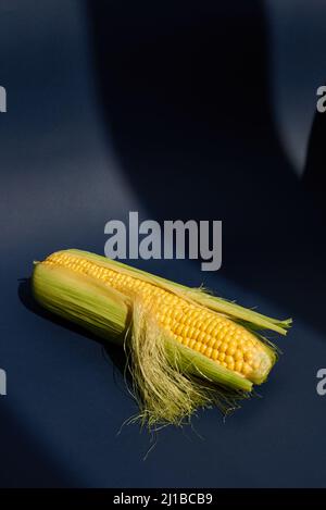 Eine grüne Ähre aus Mais. Saftiger Mais einer neuen Ernte. Nahaufnahme. Blauer Hintergrund. Stockfoto