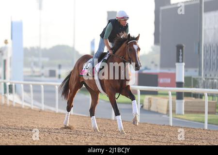 Dubai, Vereinigte Arabische Emirate. 24. März 2022. 24. März 2022: Golded Age Übungen zur Vorbereitung auf das UAE Derby auf der Meydan Racecourse in Meydan, Dubai, Vereinigte Arabische Emirate, am 24.. März 2022. Shamela Hanley/Eclipse Sportswire/CSM/Alamy Live News Stockfoto