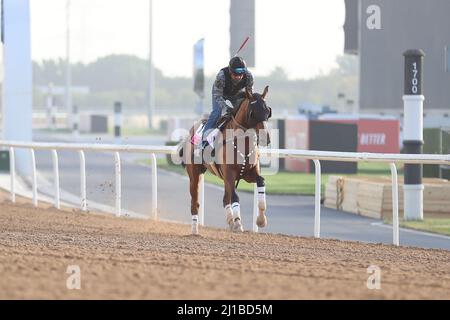 Dubai, Vereinigte Arabische Emirate. 24. März 2022. 24. März 2022: Get Back Goldie Übungen zur Vorbereitung auf das UAE Derby auf der Meydan Racecourse in Meydan, Dubai, Vereinigte Arabische Emirate, am 24.. März 2022. Shamela Hanley/Eclipse Sportswire/CSM/Alamy Live News Stockfoto