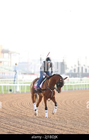 Dubai, Vereinigte Arabische Emirate. 24. März 2022. 24. März 2022: Get Back Goldie Übungen zur Vorbereitung auf das UAE Derby auf der Meydan Racecourse in Meydan, Dubai, Vereinigte Arabische Emirate, am 24.. März 2022. Shamela Hanley/Eclipse Sportswire/CSM/Alamy Live News Stockfoto