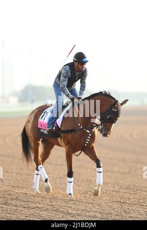 Dubai, Vereinigte Arabische Emirate. 24. März 2022. 24. März 2022: Get Back Goldie Übungen zur Vorbereitung auf das UAE Derby auf der Meydan Racecourse in Meydan, Dubai, Vereinigte Arabische Emirate, am 24.. März 2022. Shamela Hanley/Eclipse Sportswire/CSM/Alamy Live News Stockfoto