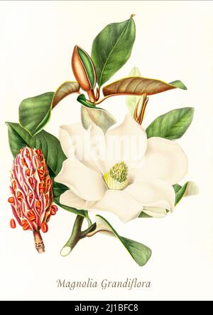 Eine Illustration der Magnolia grandiflora aus dem späten 19.. Jahrhundert, allgemein bekannt als die südliche Magnolie oder Bullenbucht, ein Baum der Familie Magnoliaceae, der im Südosten der Vereinigten Staaten beheimatet ist. Die Illustration von Asa Gray wurde zwischen den Jahren 1849 und 1859 erstellt, um einen Bericht über die Waldbäume von Nordamerika, Washington, zu begleiten. Stockfoto