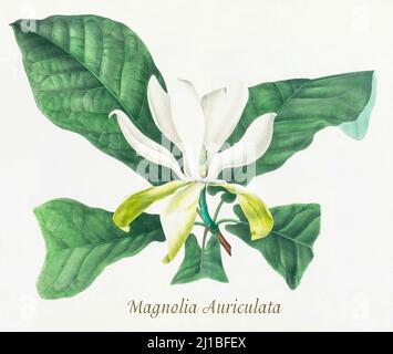 Eine Illustration der Magnolia auriculata aus dem späten 19.. Jahrhundert, allgemein bekannt als Pyramid oder Mountain Magnolia, ein Baum der Familie Magnoliaceae, der in Nordamerika beheimatet ist. Die Illustration von Asa Gray wurde zwischen den Jahren 1849 und 1859 erstellt, um einen Bericht über die Waldbäume von Nordamerika, Washington, zu begleiten. Stockfoto