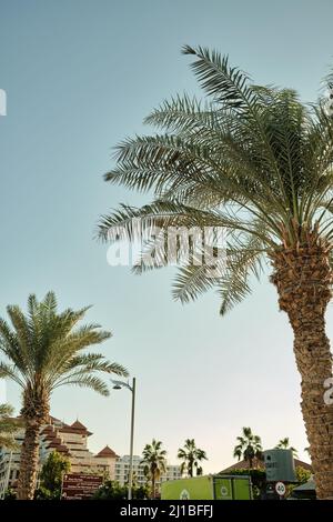 Palmen wachsen am Wasser auf der künstlichen Insel Palm Jumeirah in Dubai VAE. Palmen gegen Sonnenuntergang Himmel Stockfoto