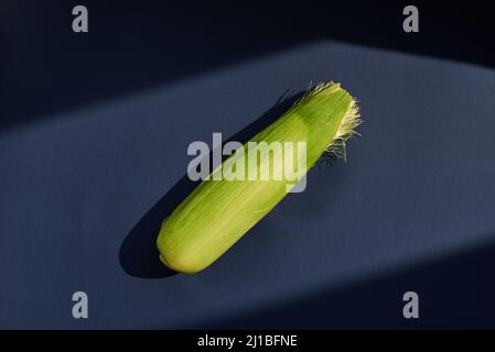 Eine grüne Ähre aus Mais. Saftiger Mais einer neuen Ernte. Blauer Hintergrund. Stockfoto