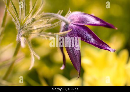 Die Nahaufnahme einer violetten Pasque-Blume mit selektivem Fokus Stockfoto