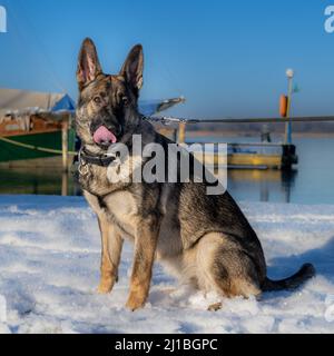 Ein sieben Monate alter Schäferhund sitzt im Schnee. Sable farbige Arbeitslinie Rasse Stockfoto