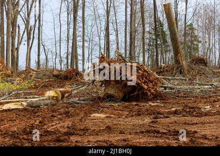 Entfernen Sie die Baumwurzel aus dem Schmutz, wenn Sie den Waldbaumbereich räumen Stockfoto