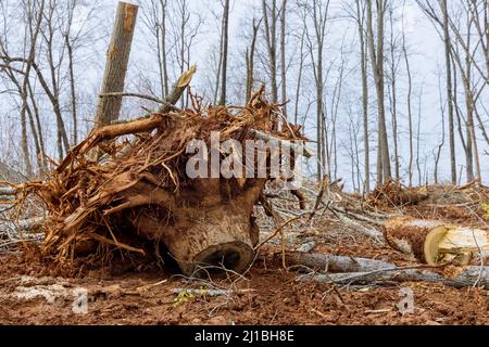 Baumstumpf Entfernung das Ausgraben von Stammwurzeln mit in Vorbereitung Land für die Unterbringung neuer Komplex Stockfoto