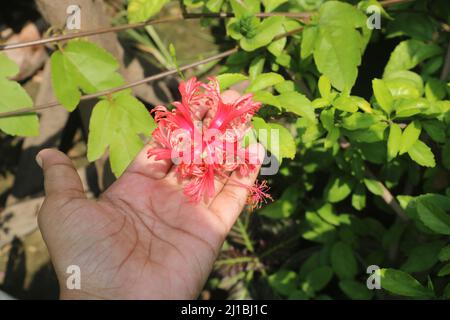 Jhumko joba oder gesäumte Rosmarin, es ist eine Art von Spinne Hibiskus. Der wissenschaftliche Name dieser Blume ist Hibiscus schizopetalus.Dies ist so schön. Stockfoto