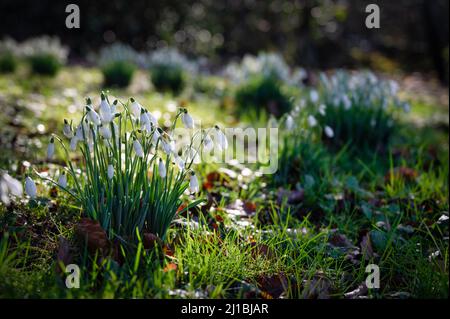 Weißer Schnee fällt im Frühlingssonne keimend Stockfoto