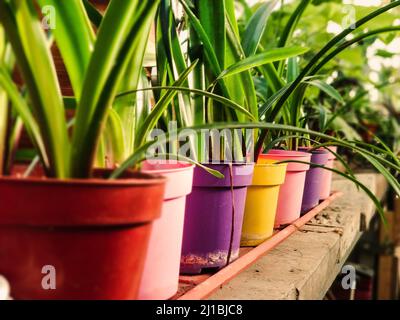 Mehrfarbige Blumentöpfe zum Pflanzen in einem Blumenladen Stockfoto
