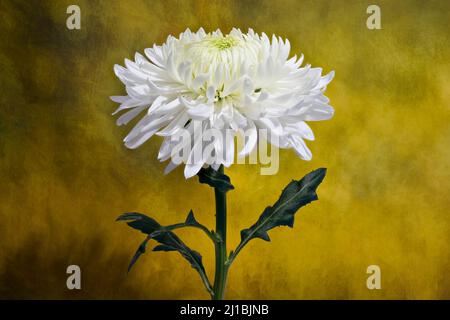 Schöne große weiße Chrysanthemum Blume vor einem Studiohintergrund fotografiert Stockfoto