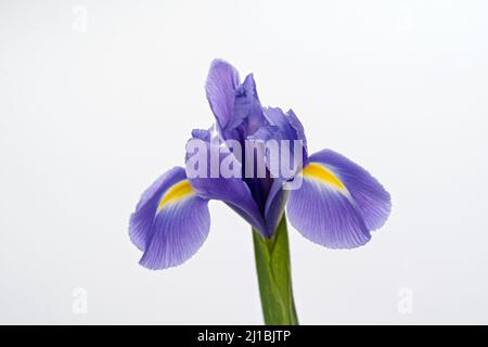 Wunderschöne Purple Iris, auch als Purple Flag bekannt, fotografiert vor einem schlichten weißen Hintergrund Stockfoto