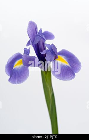 Wunderschöne Purple Iris, auch als Purple Flag bekannt, fotografiert vor einem schlichten weißen Hintergrund Stockfoto