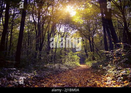 Der Zauberwald am frühen Morgen Stockfoto