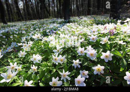 Der Frühling ist der Moment für diese wunderschöne Blume. Schneeglöckchen-Anemone Stockfoto