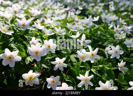 Der Frühling ist der Moment für diese wunderschöne Blume. Schneeglöckchen-Anemone Stockfoto