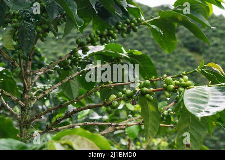 arabica-Kaffeebaum (Coffea arabica) mit grünen Kaffeefrüchten in der kolumbianischen Kaffeeregion in der Nähe der Stadt Pereira. Stockfoto