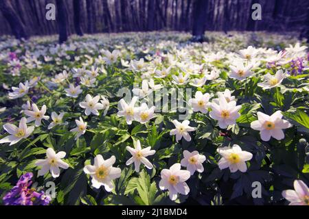 Der Frühling ist der Moment für diese wunderschöne Blume. Schneeglöckchen-Anemone Stockfoto