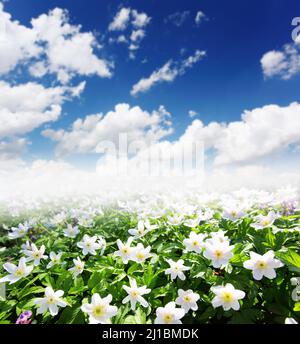 Der Frühling ist der Moment für diese wunderschöne Blume. Schneeglöckchen-Anemone Stockfoto