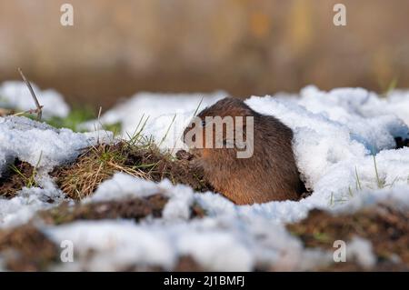 Wasserwühlmaus - Arvicola amphibius, Futtermittel. Stockfoto