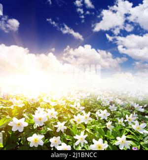 Der Frühling ist der Moment für diese wunderschöne Blume. Schneeglöckchen-Anemone Stockfoto