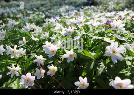 Der Frühling ist der Moment für diese wunderschöne Blume. Schneeglöckchen-Anemone Stockfoto