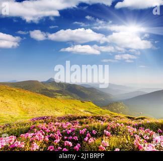 Magic Pink Rhododendron Blumen auf Sommer Berg Stockfoto